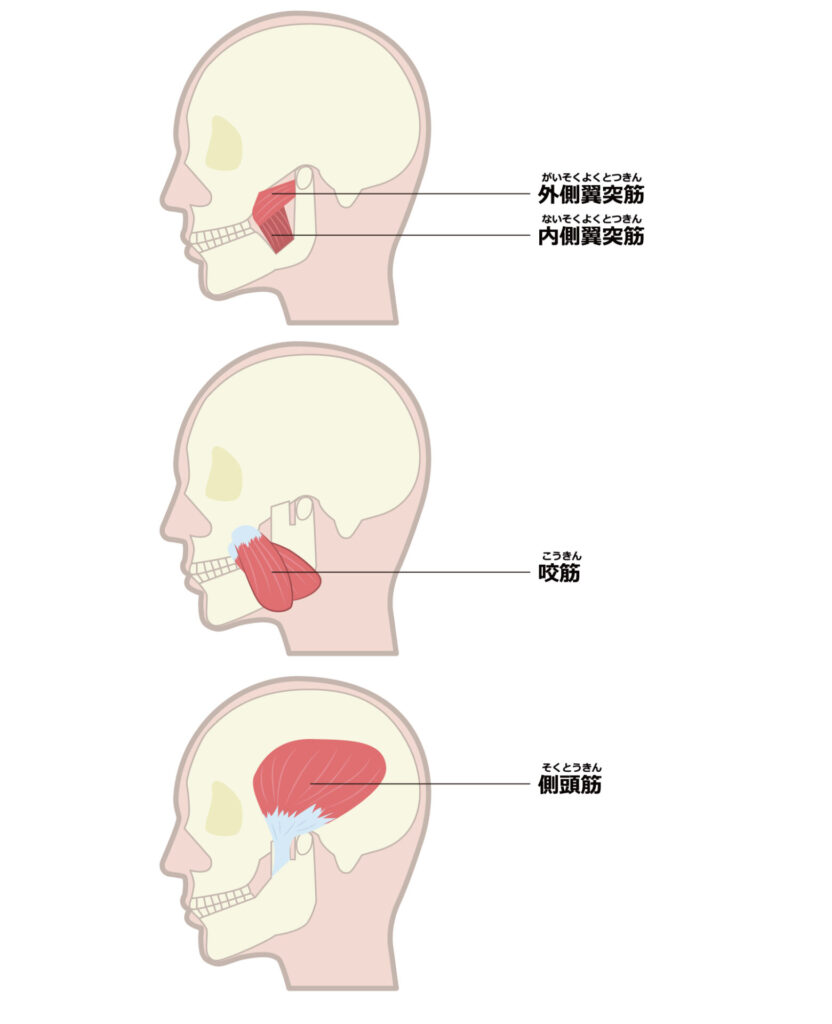 顎関節に関係する筋肉