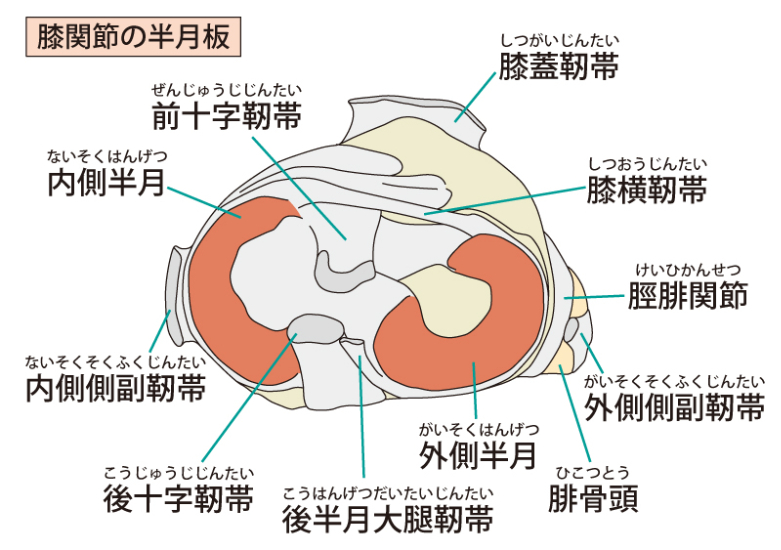 半月板