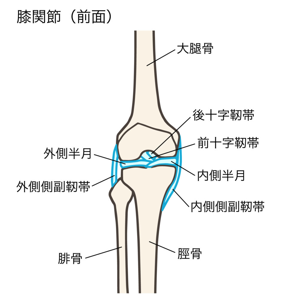 内側側副靱帯