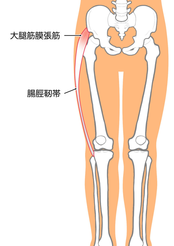 腸脛靭帯の画像