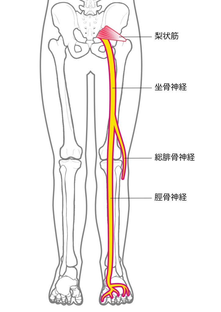 坐骨神経