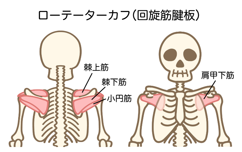 回旋筋腱板の説明をしているイラスト