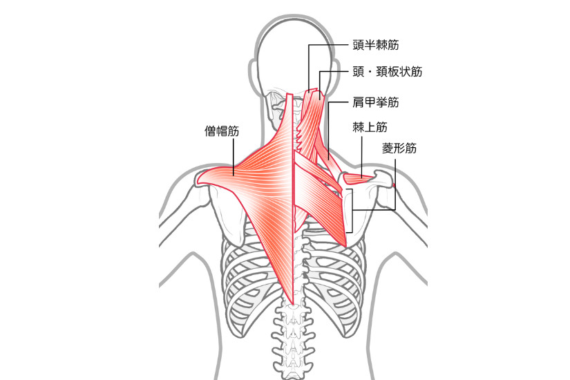 肩こりの筋肉