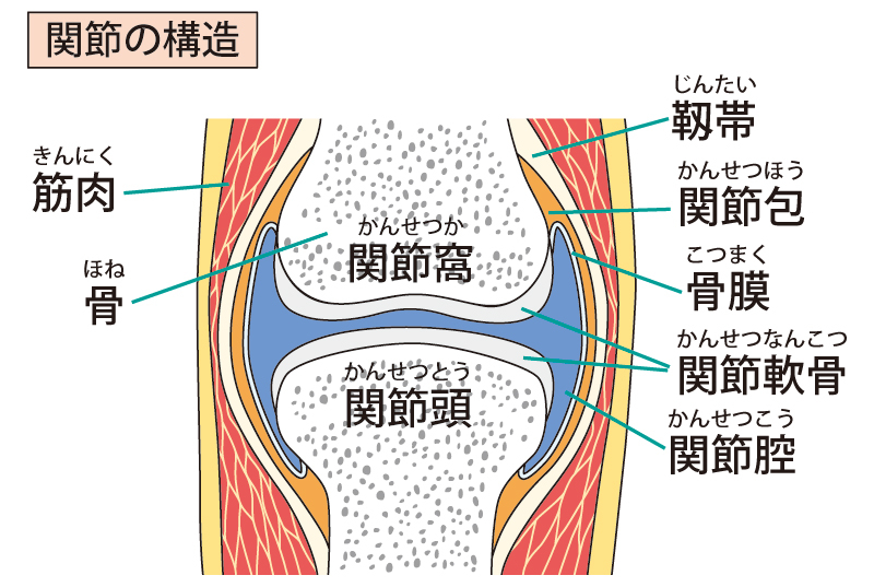 関節の構造