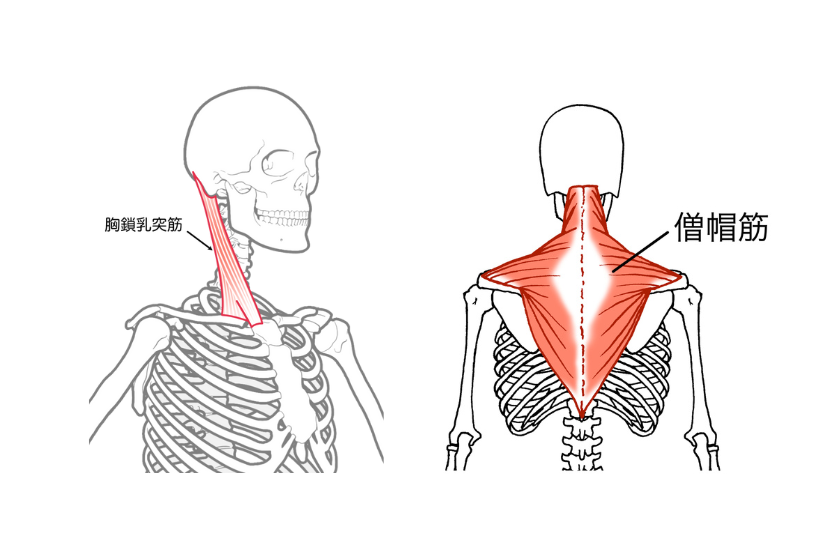 胸鎖乳突筋、僧帽筋