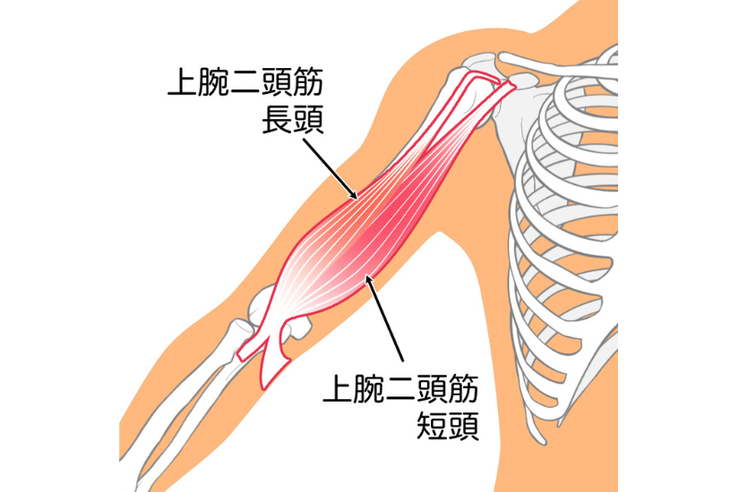 上腕二頭筋長頭・短頭のイラスト
