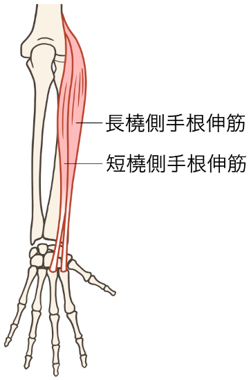 前腕の筋肉
